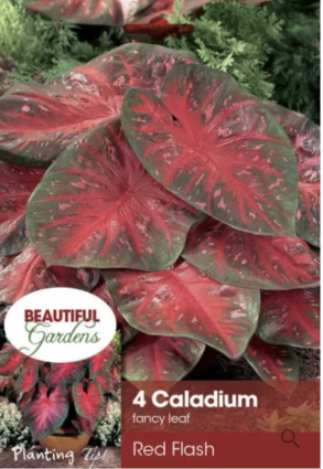 Red Flash Caladium Bulbs (4 Bulbs)