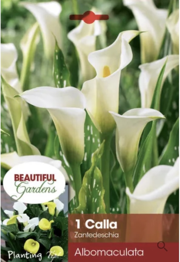 Albomaculata Calla Lily