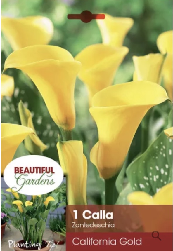 California Gold Calla Lily Bulb (1 Bulb)
