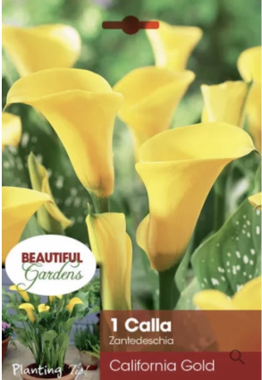 California Gold Calla Lily Bulb (1 Bulb)