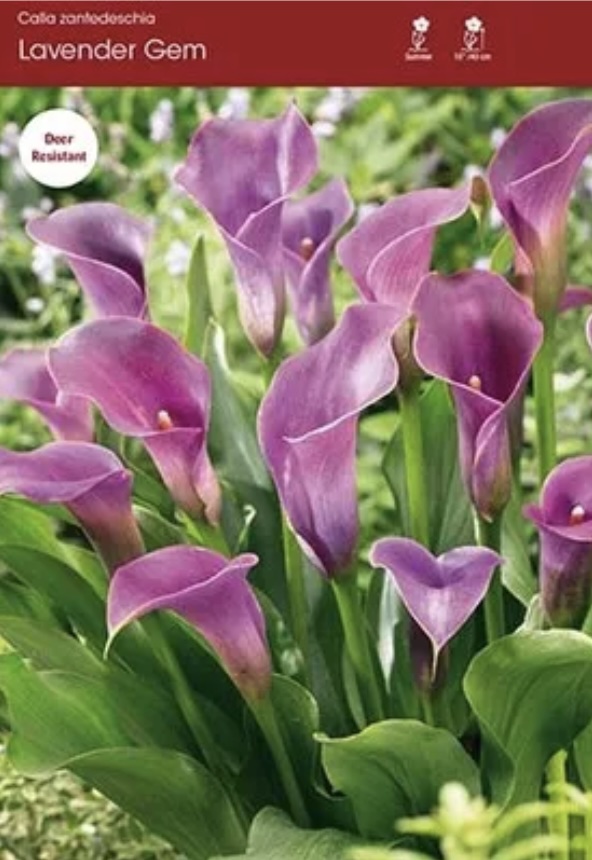 Lavender Gem Calla Lily
