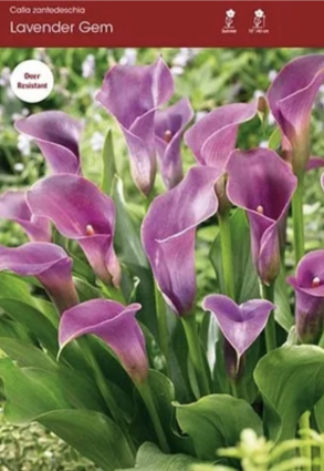 Lavender Gem Calla Lily