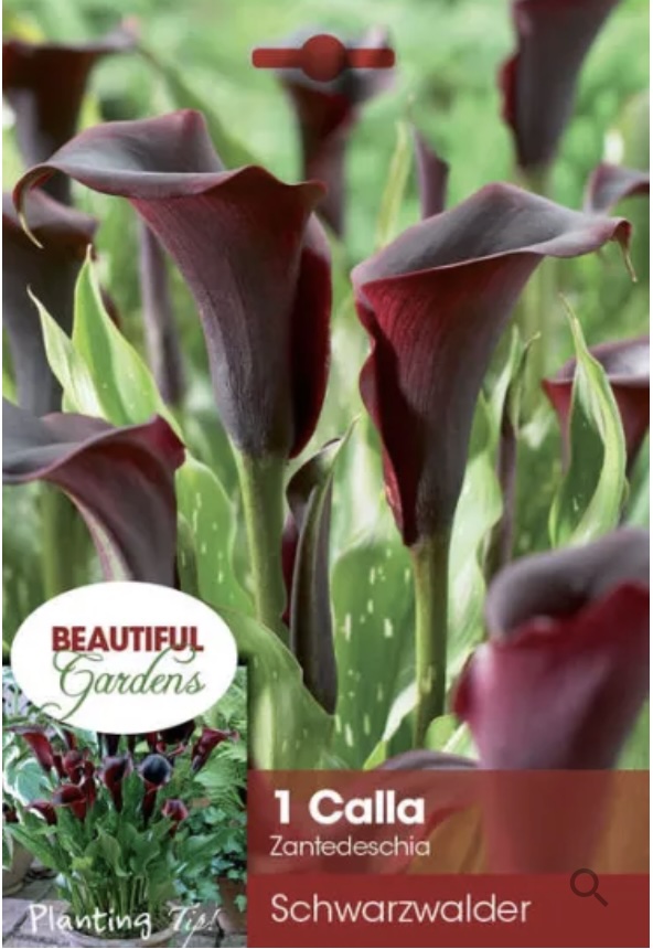 Schwarzwalder Calla Lily Bulb (1 Bulb)