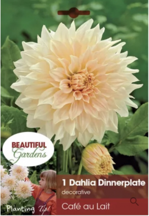 Cafe Au Lait Twisted Dahlia Bulb (1 Bulb)