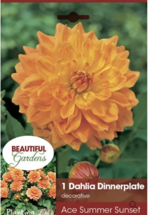 Ace Summer Sunset Dahlia Bulb&nbsp;&nbsp;(1 Bulb)