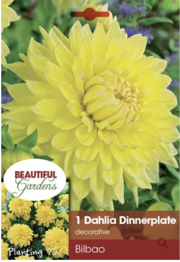 Bilbao Dahlia Bulb (1 Bulb)