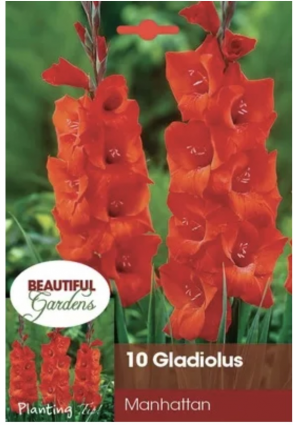 Manhattan Gladiolus Bulbs (10 Bulbs)