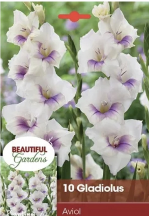 Ruffled Aviol Gladiolus (10 Bulbs)