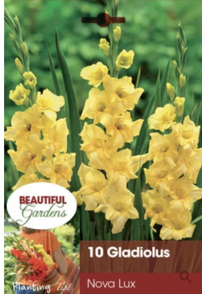 Nova Lux Gladiolus Bulbs (10 Bulbs)