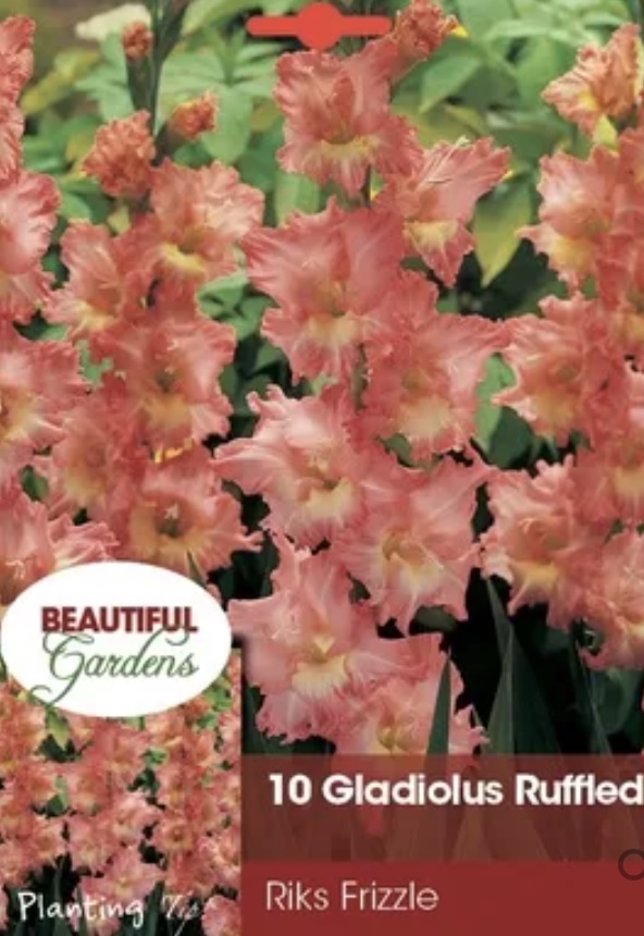 Riks Frizzle Gladiolus&nbsp;&nbsp;(10 Bulbs)