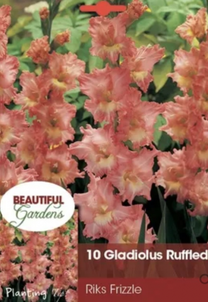 Riks Frizzle Gladiolus&nbsp;&nbsp;(10 Bulbs)
