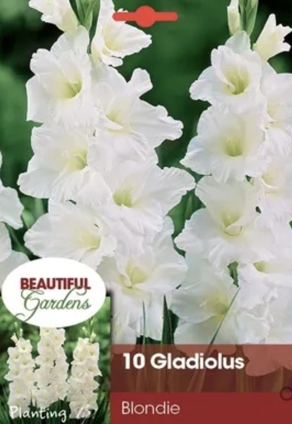 Ruffled Blondie Gladiolus Bulbs&nbsp;(10 Bulbs)