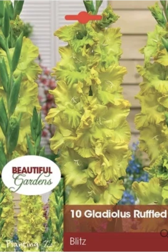 Ruffled Blitz Gladiolus Bulbs (10 Bulbs)