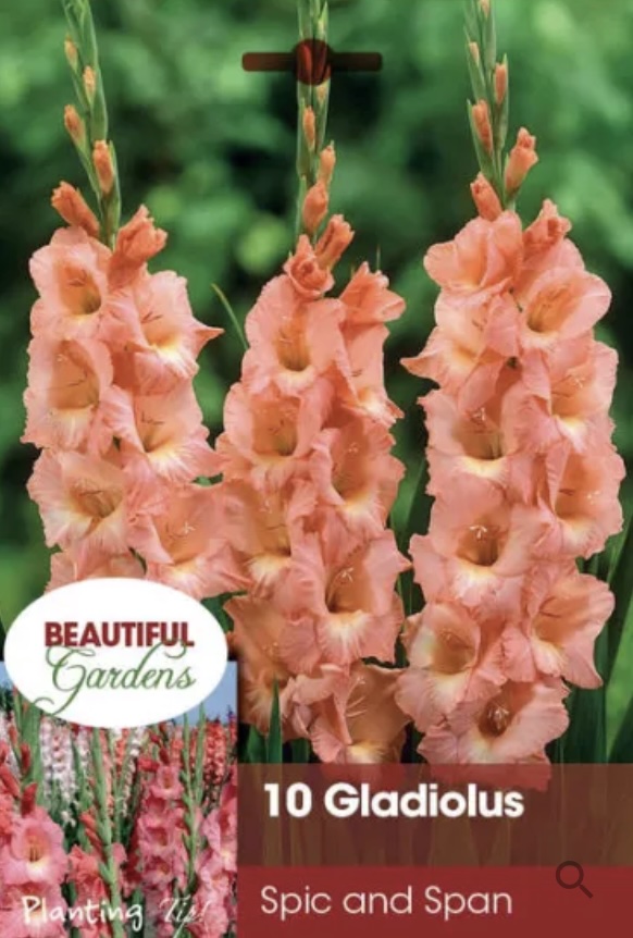Spic and Span Gladiolus Bulbs (10 Bulbs)