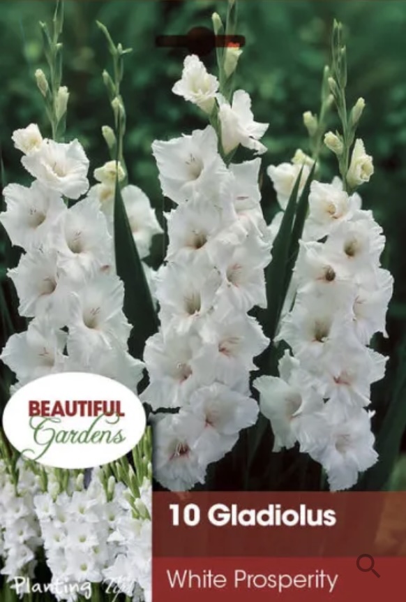 White Prosperity Gladiolus Blubs&nbsp;&nbsp;(10 Bulbs)