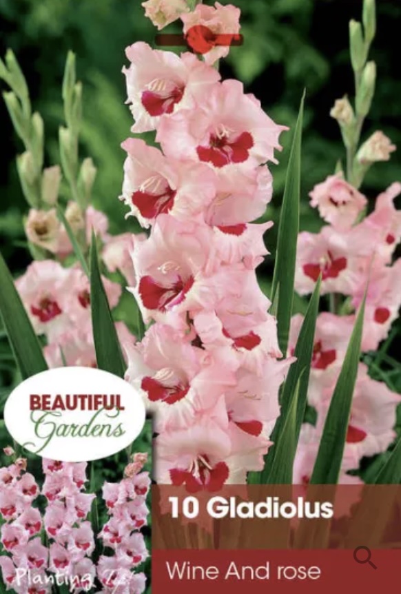 Wine & Roses Gladiolus Bulb