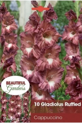 Ruffled Cappuccino Gladiolus 10 Bulbs