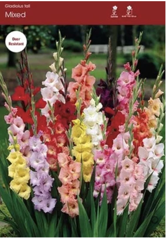 Mixed Gladiolus Bulbs&nbsp;&nbsp;(30 bulbs)