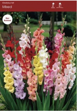 Mixed Gladiolus Bulbs&nbsp;&nbsp;(30 bulbs)