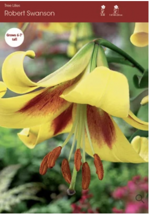 Robert Swanson Oriental Trumpet Lily Bulbs (2 Bulbs)