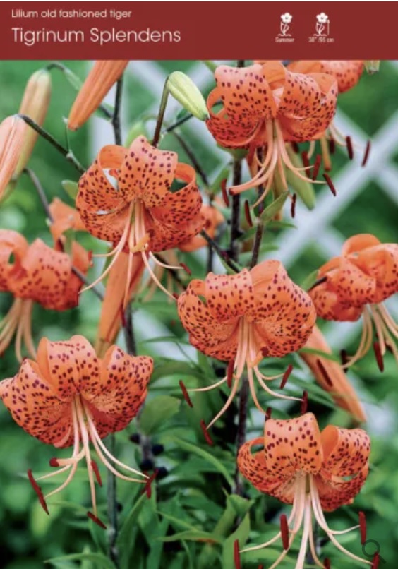 Splendens Tigrinium Lily Bulbs (2 Blubs)