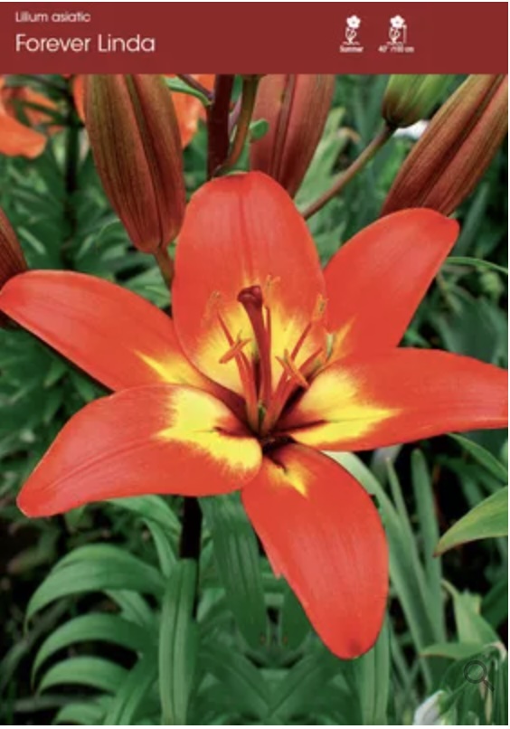 Forever Linda Asiatic Lily Bulbs (2 Bulbs)