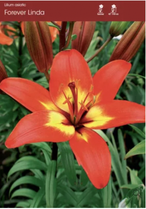 Forever Linda Asiatic Lily Bulbs (2 Bulbs)