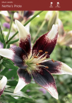 Netty's Pride Asiatic Lily Bulbs&nbsp;&nbsp;(2 Bulbs)