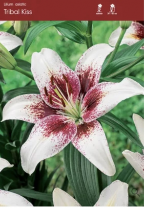 Tribal Kiss Asiatic Lily Bulbs (2 Bulbs)