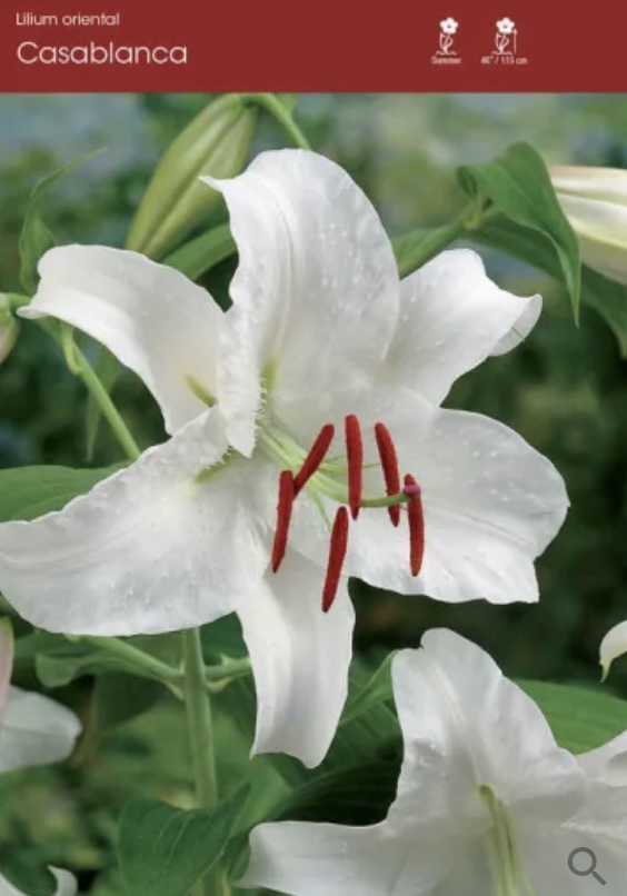 Casa Blanca Oriental Lily Bulbs&nbsp;&nbsp;(2 Bulbs)