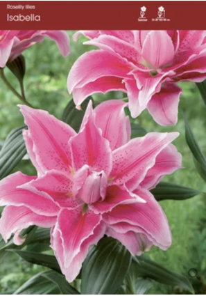Oriental Isabella Lily Bulb&nbsp;&nbsp;(1 Bulb)