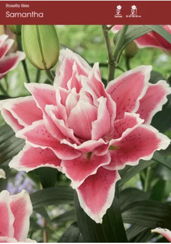 Samantha Oriental Lily Bulb (1 Bulb)