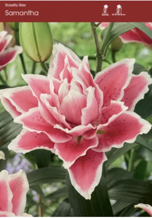 Samantha Oriental Lily Bulb (1 Bulb)
