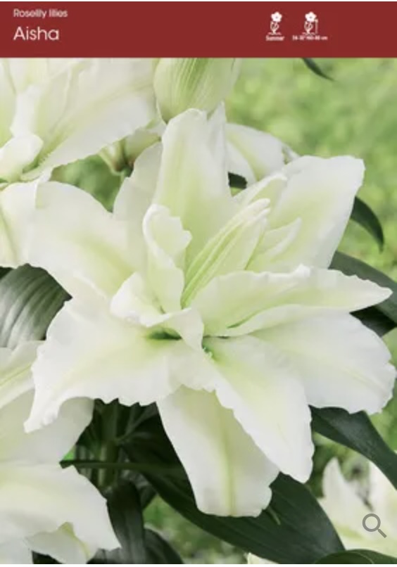 Aisha Oriental Lily Bulb&nbsp;&nbsp;(1 Bulb)