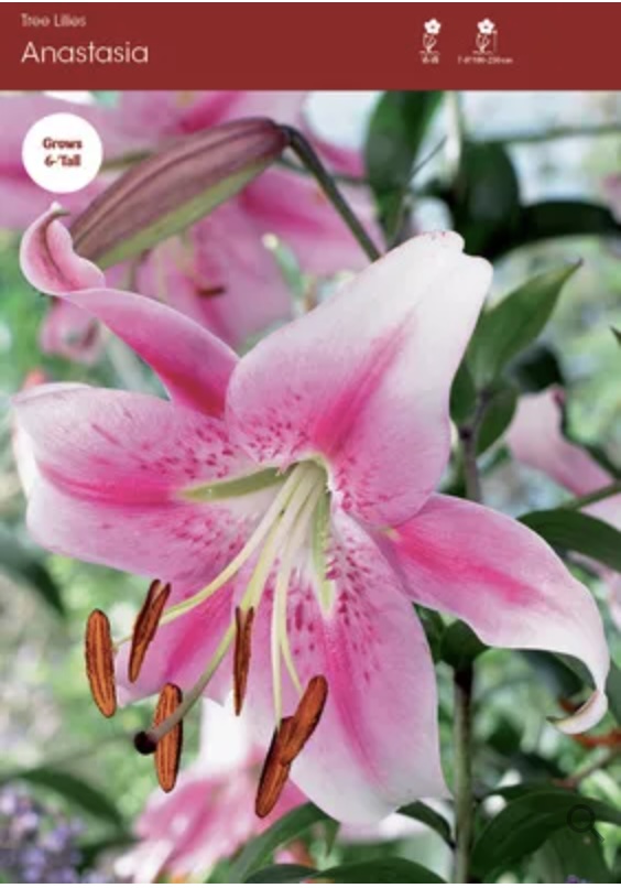 Anastasia Oriental Lily Bulbs (2 Bulbs)