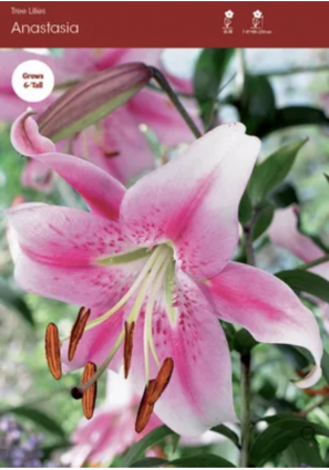 Anastasia Oriental Lily Bulbs (2 Bulbs)