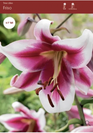 'Frisco' Oriental Lily Bulbs (2 Bulbs)