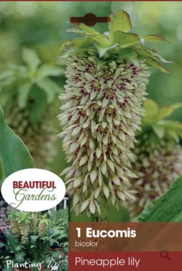 Eucomis Bicolor Bulb&nbsp;&nbsp;(1 Bulb)