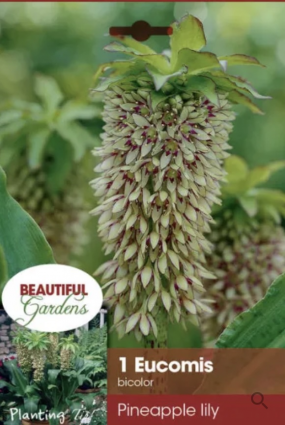 Eucomis Bicolor Bulb&nbsp;&nbsp;(1 Bulb)
