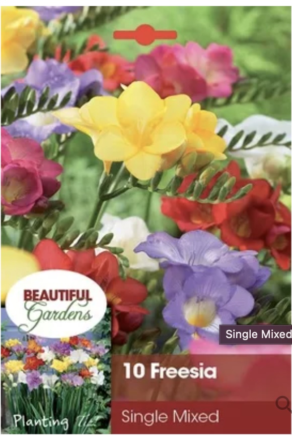 Mixed Single Freesia Bulbs (10 Bulbs)