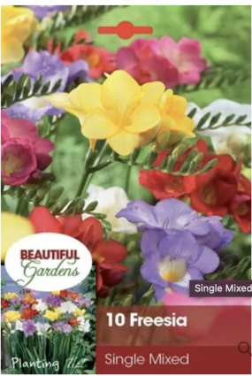 Mixed Single Freesia Bulbs (10 Bulbs)