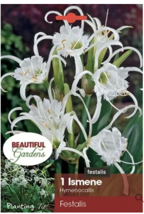 Ismene (Hymenocallis) Festalis Bulb (1 Bulb)