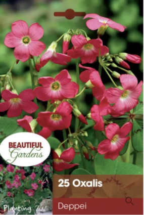 Deppei Oxalis Bulbs (25 Bulbs)