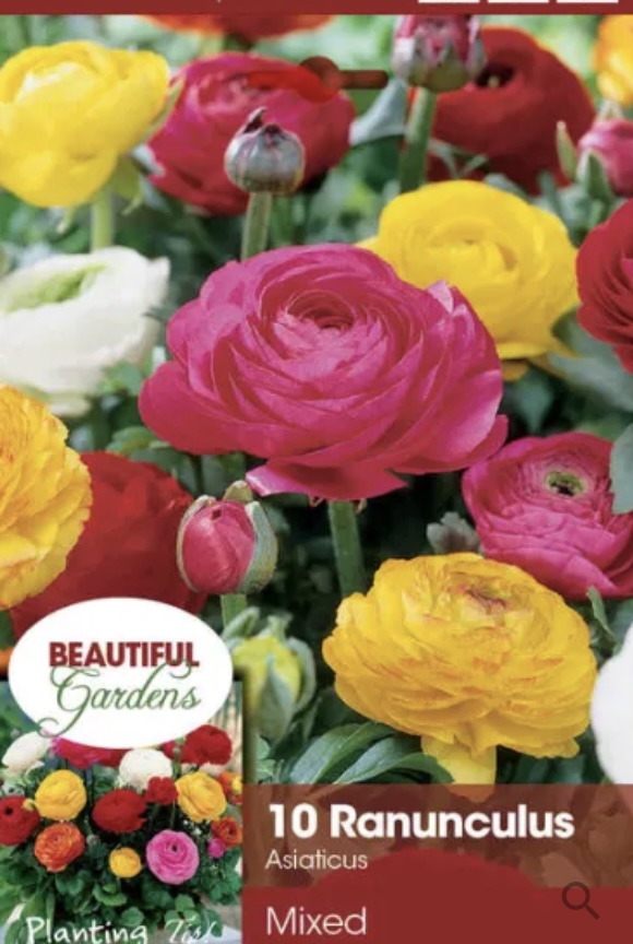 Mixed Ranunculus Bulbs (10 Bulbs)