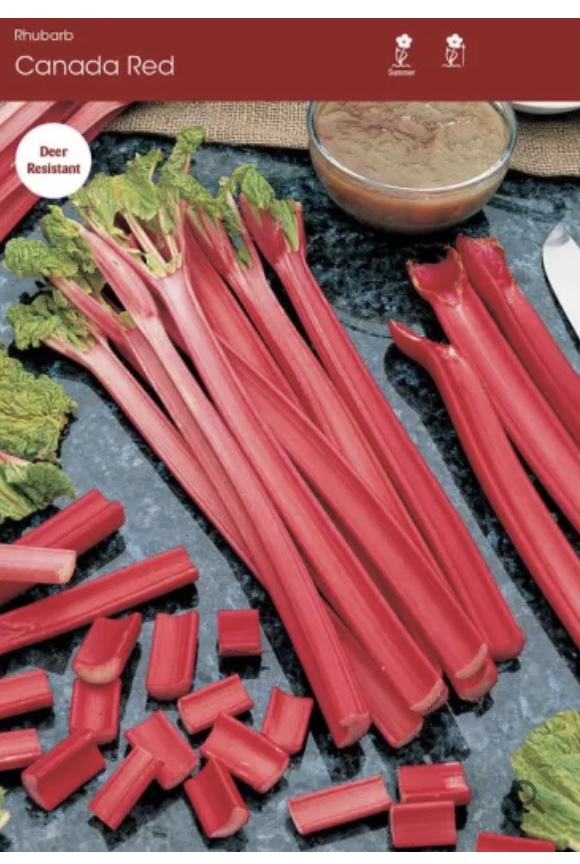 Canada Red Rhubarb Bulb (1 Bulb)