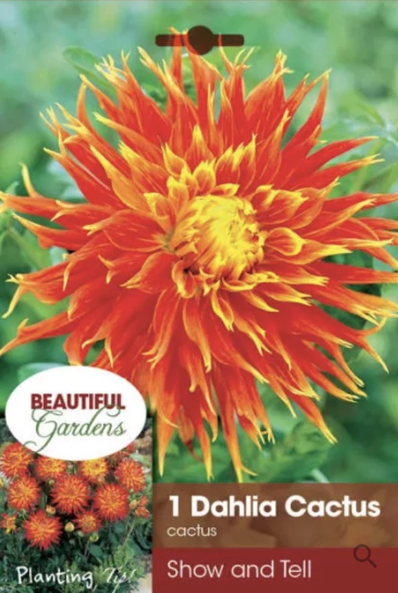 Show N Tell Dahlia 1 Bulb