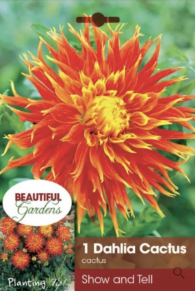 Show N Tell Dahlia 1 Bulb