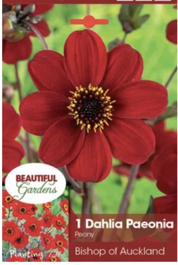 'Bishop of Auckland' Dahlia Bulb (1 Bulb)