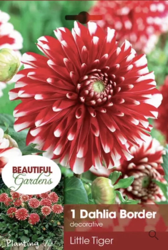 Little Tiger Dahlia (1 Bulb)