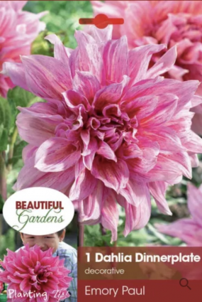 Emory Paul Dahlia Bulb&nbsp;&nbsp;(1 Bulb)